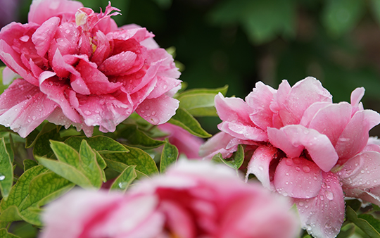國色香滿城，賞花正當時